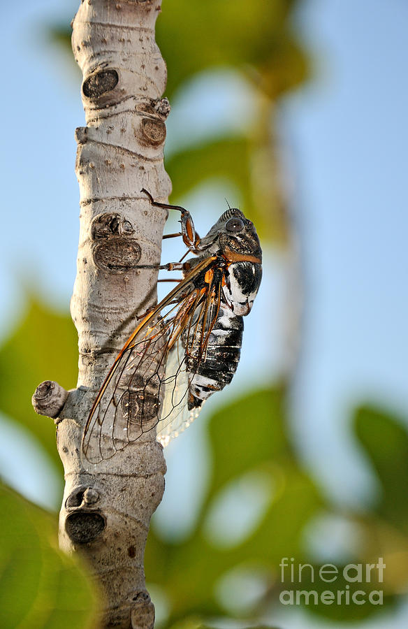 Shower Curtains Photograph - Cicada on fig tree by George Atsametakis