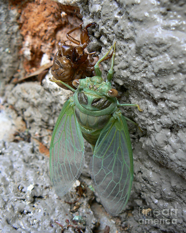 Cicada on the Wall Photograph by MM Anderson
