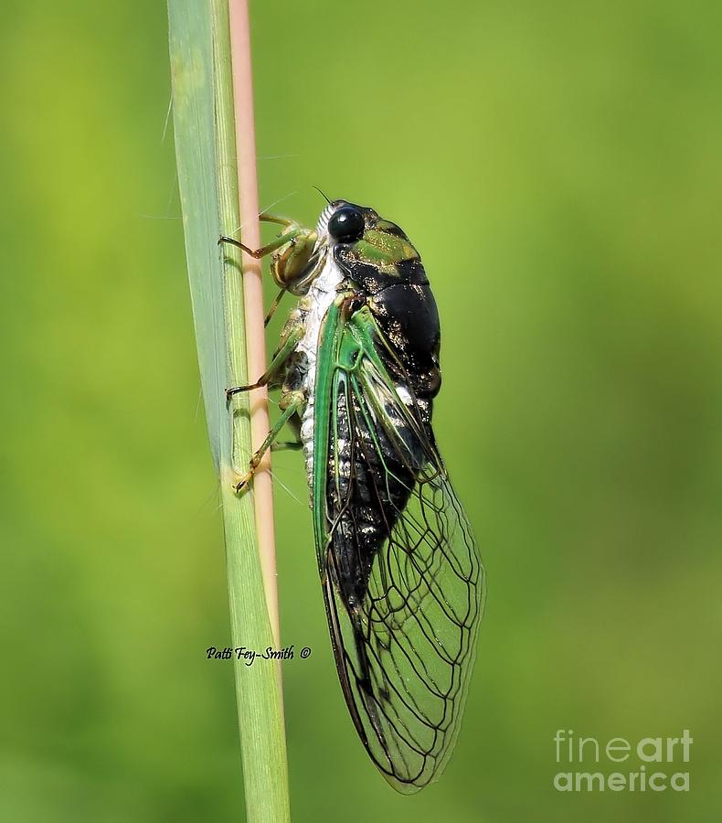 Cicada Photograph by Patti Smith - Fine Art America