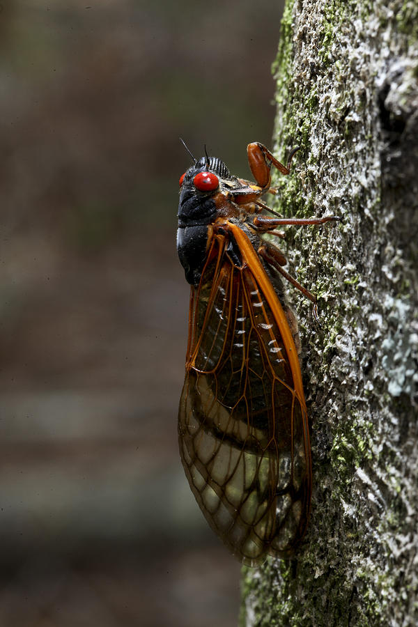 Cicada Photograph by Robert Camp