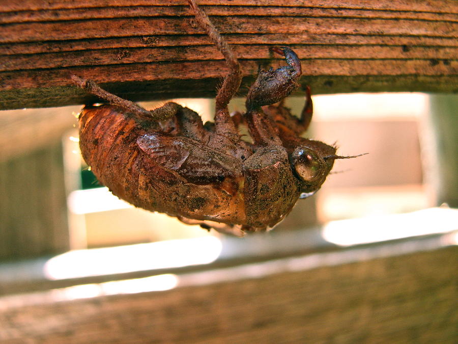 Cicada Photograph - Cicada Shell - 6875 by Sandy Tolman