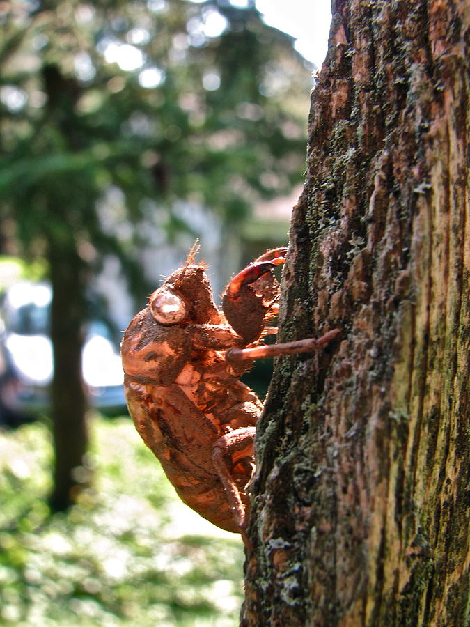 Cicada Photograph - Cicada Shell - 6790 by Sandy Tolman