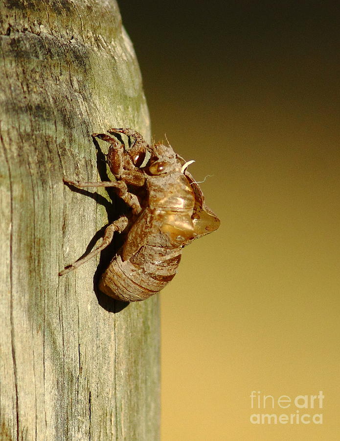 Cicada Shell Photograph by Robert Frederick