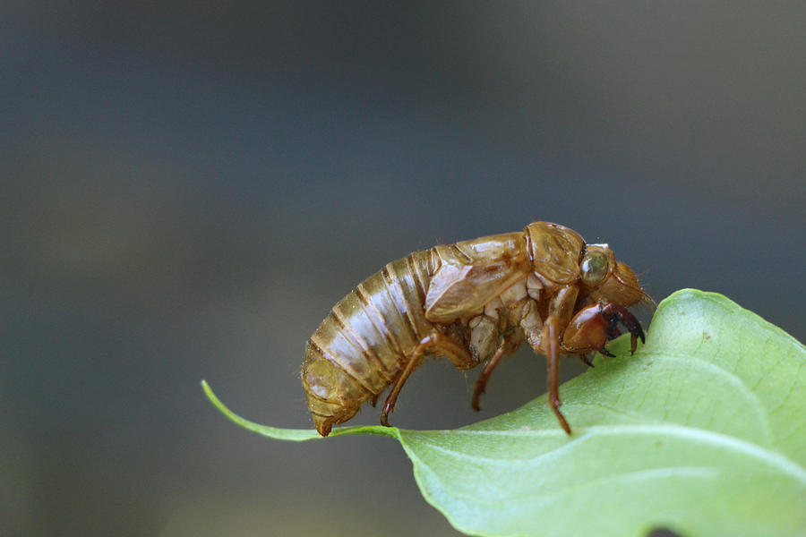 Cicada Shell Photograph by Robin Matterfis