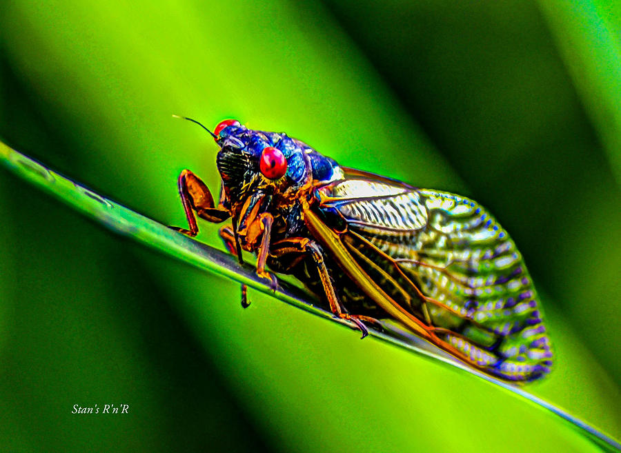 Insects Photograph - Cicada by Stan  Smith