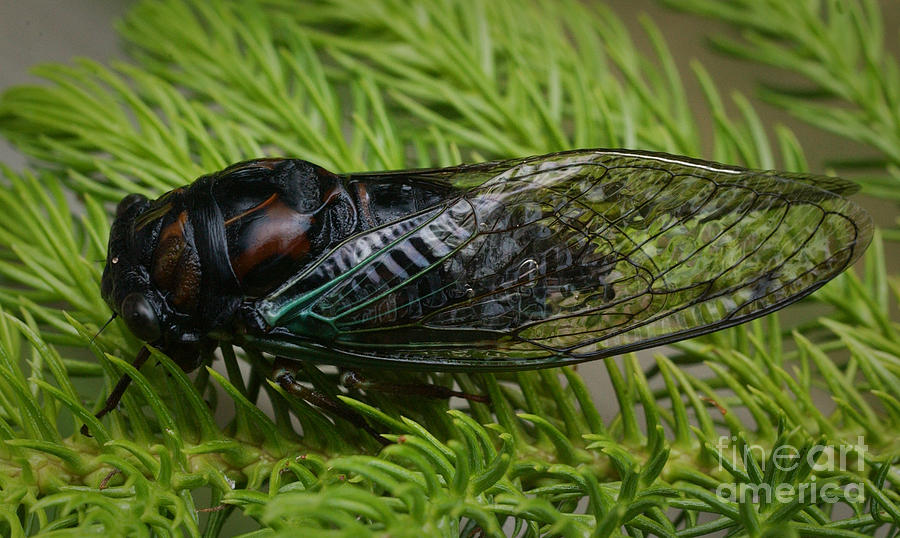 Cicada Photograph by Susan Leavines