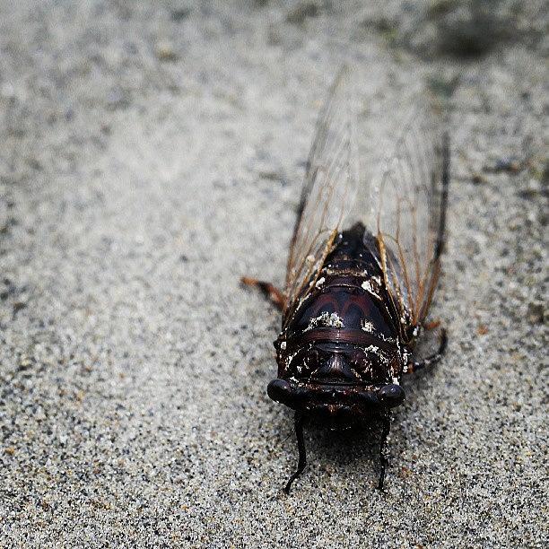 Beach Photograph - #cicada Tanning On #kata #beach In by Leon Traazil