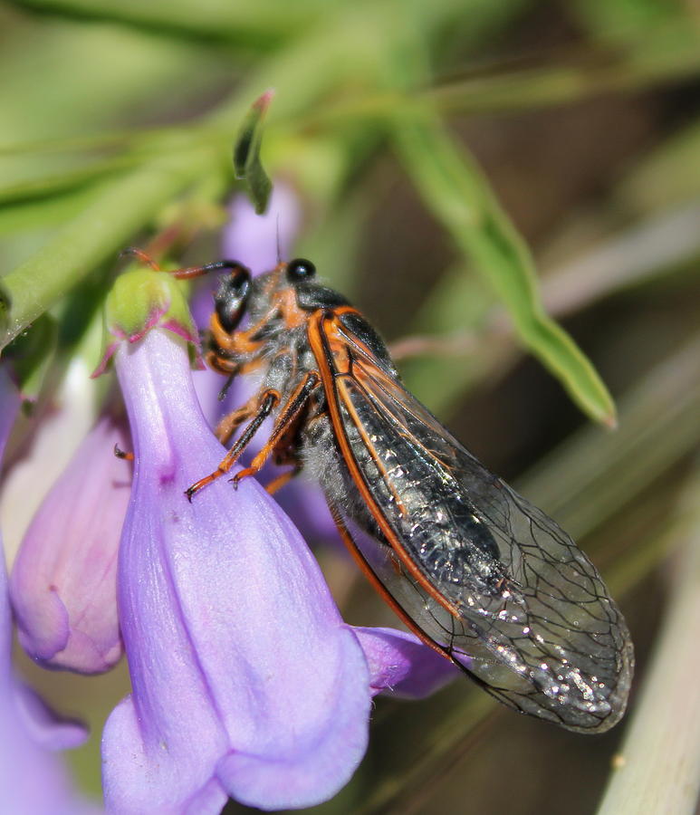 Cicada Photograph by Trent Mallett
