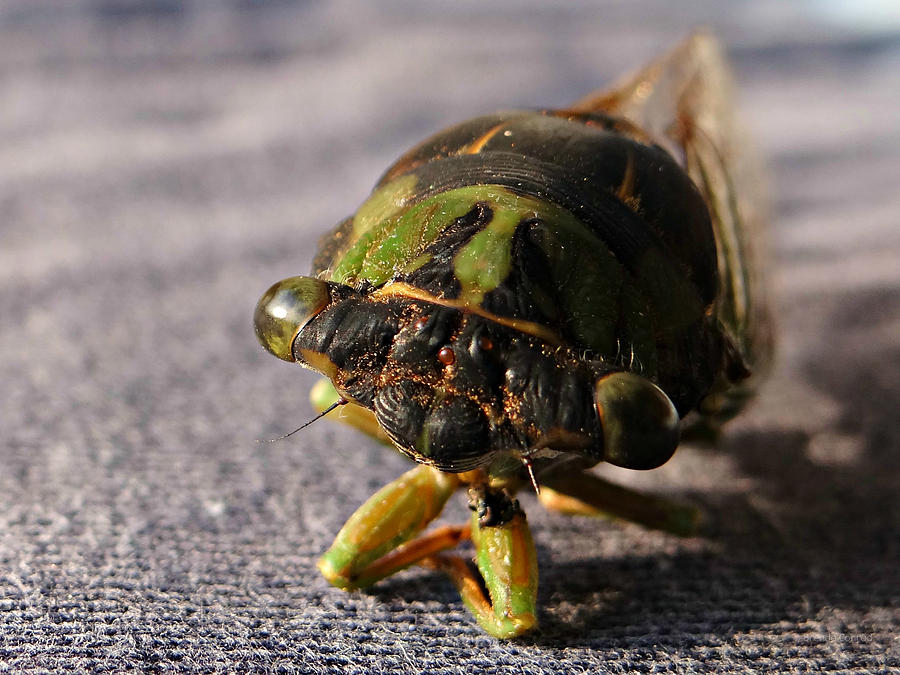 Cicada Up Close Photograph by Dark Whimsy