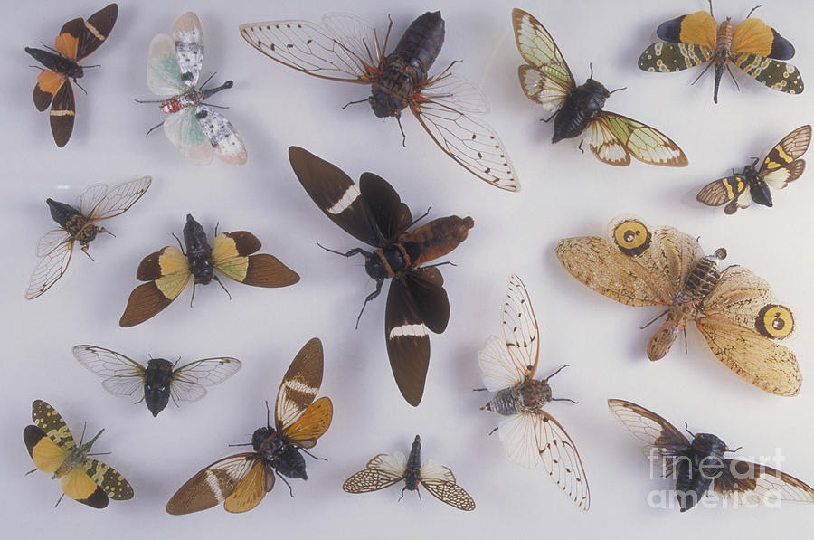 Insects Photograph - Cicadas & Lantern Flies by Barbara Strnadova