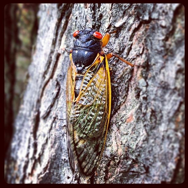 Cicadas! Photograph by Peter Richter