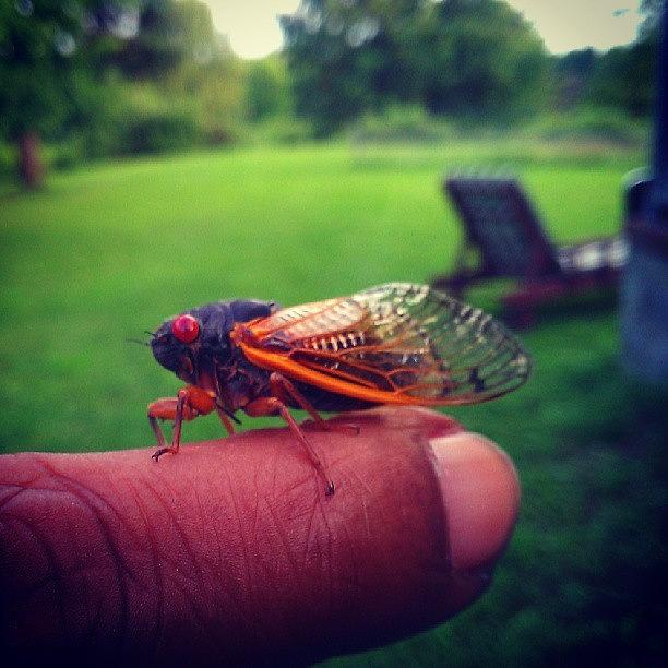 #cicadasinmyhood Photograph by Sikena Khadija