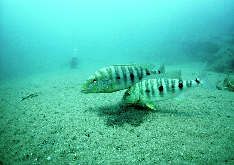 Cichlids Guarding Hatched Eggs Photograph by Peter Scoones/science ...