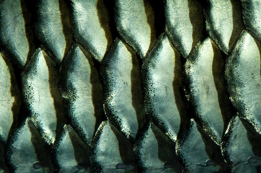 Cigar Barb Fish Scales Abstract Photograph by Nigel Downer