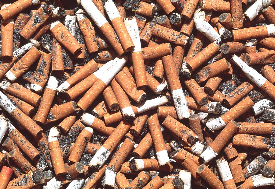 Tobacco Photograph - Cigarette Butts by George Bernard/science Photo Library
