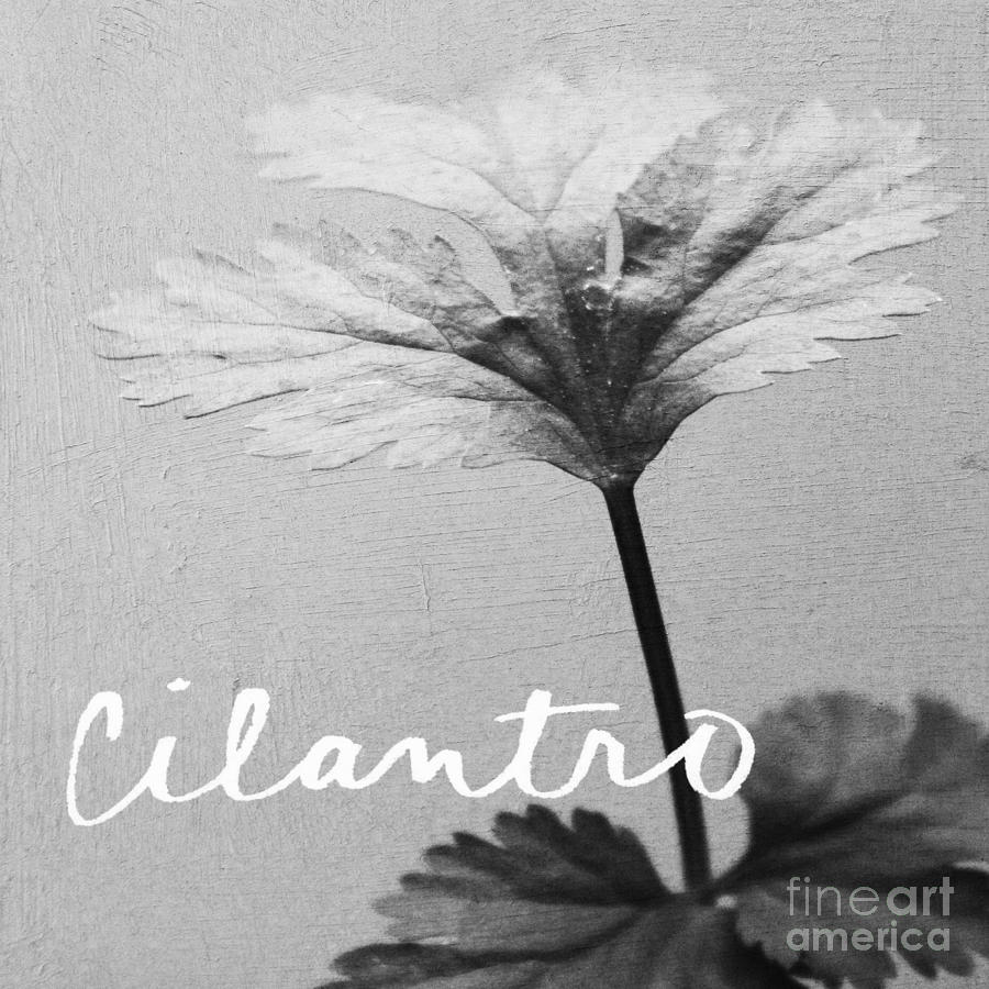 Cilantro Mixed Media - Cilantro by Linda Woods