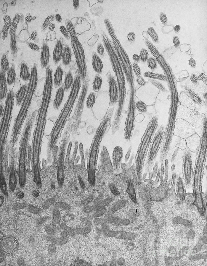 Science Photograph - Cilia At Surface Of Rat Oviduct Tem by David M. Phillips