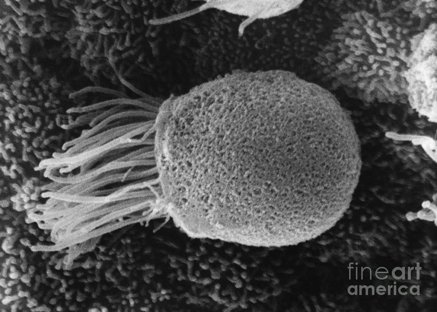 Ciliated Epithelial Cell From Oviduct Photograph by David M. Phillips
