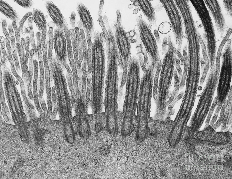 Ciliated Epithelial Cell In Rat Oviduct Photograph by David M. Phillips