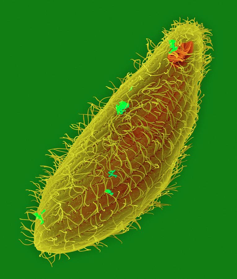 Ciliated Protozoan (tetrahymena Thermophila) Photograph by Dennis Kunkel Microscopy/science Photo Library