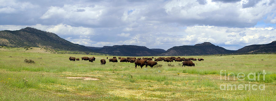 Buffalo Near Cimarron New Mexico Panaromic Photograph by JD Smith