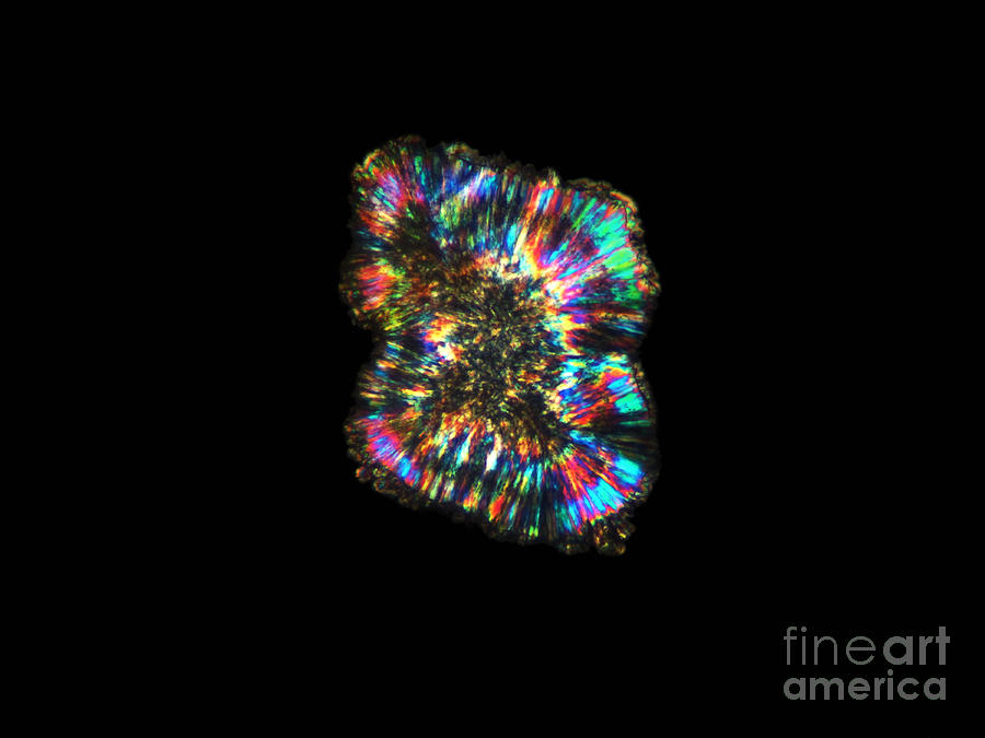 Cinchona Or Quinine Crystal Photograph by Garry DeLong