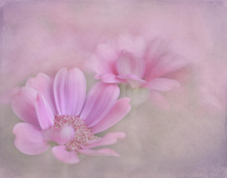 Cineraria With Texture Photograph by David and Carol Kelly | Fine Art ...