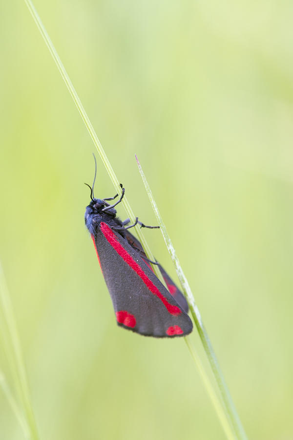 Cinnabar Moth  Photograph by Chris Smith