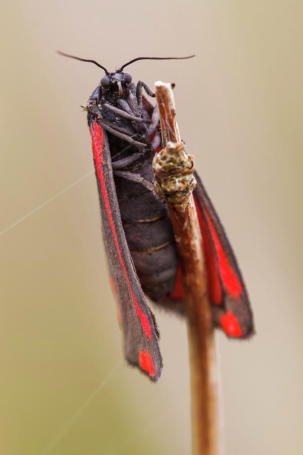 Insects Photograph - Cinnabar Moth by Heath Mcdonald