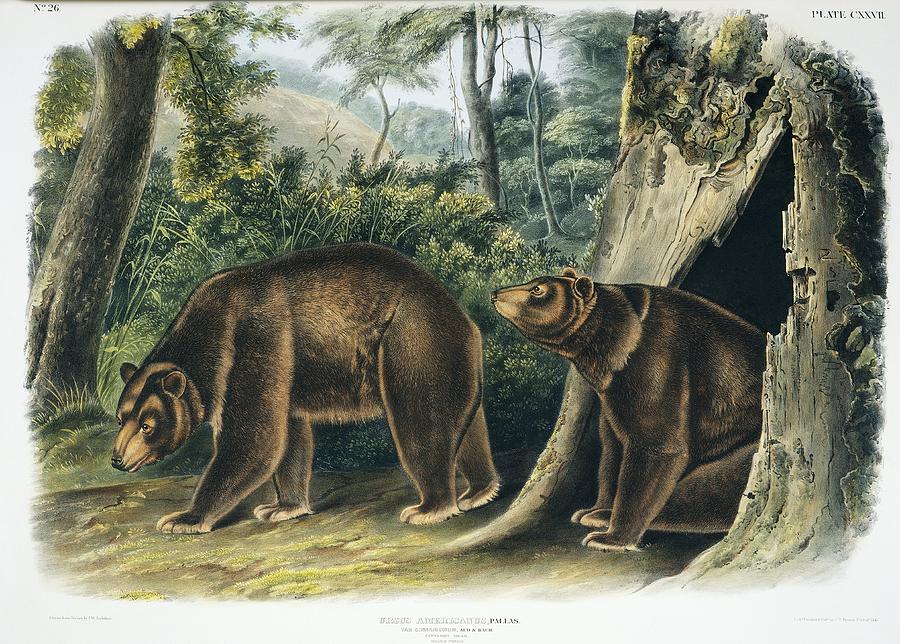 Cinnamon bear, 19th century artwork by Science Photo Library