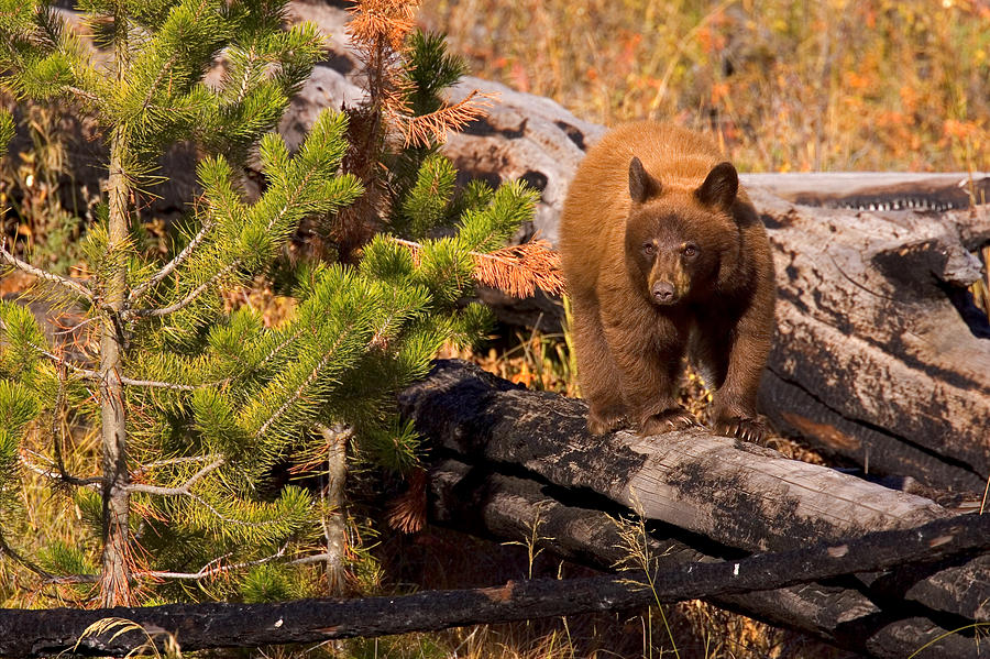 Cinnamon Bear Photograph by Aaron Whittemore