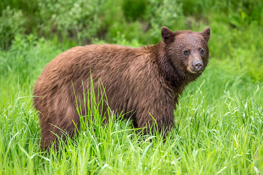 Cinnamon Bear in Whistler Photograph by Pierre Leclerc Photography