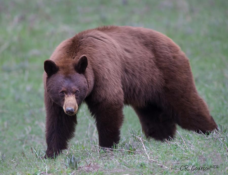 Cinnamon Black Bear Photograph by CR Courson