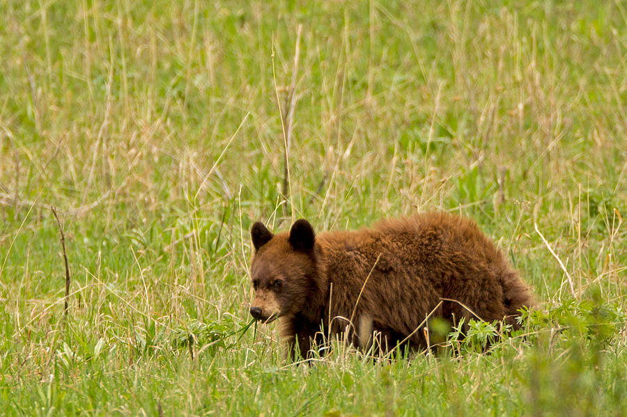 Cinnamon Black Bear Cub Photograph by Natural Focal Point Photography