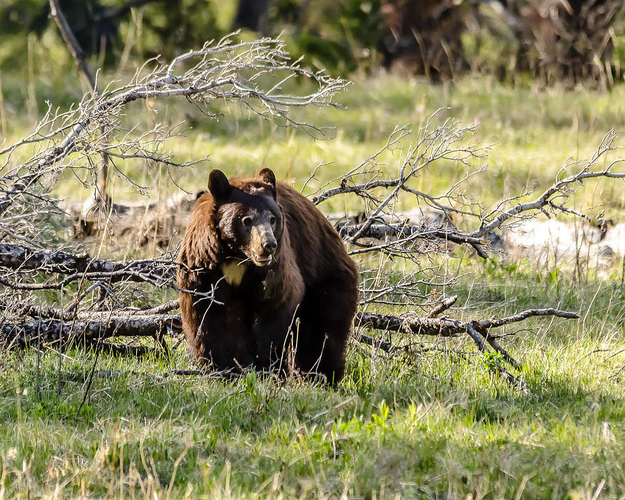 Black Bear In Cinnamon Photograph by Yeates Photography