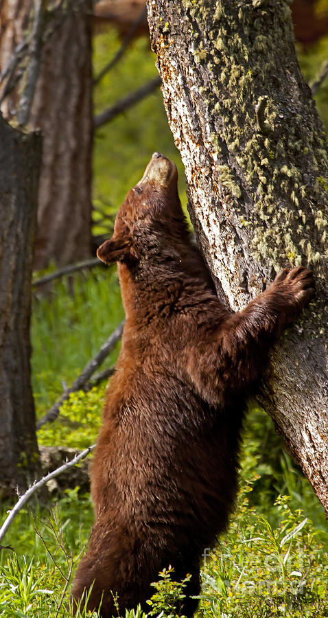 Cinnamon Boar Black Bear Photograph by J L Woody Wooden