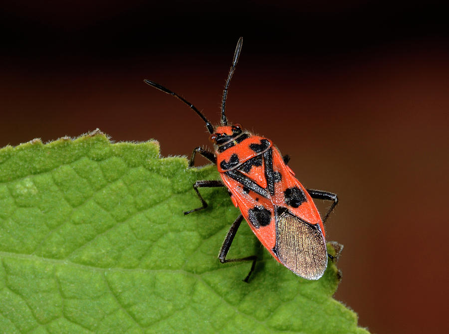 Cinnamon Bug Photograph by Nigel Downer/science Photo Library - Pixels