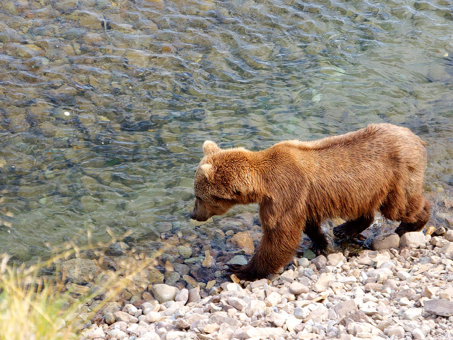 Cinnamon-colored Grizzly Bear by Moraine River in Katmai NP-AK ...