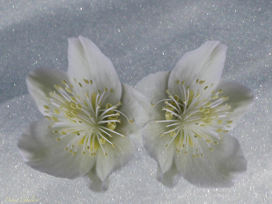 Cinnamon Snow Blooms Photograph by Debra     Vatalaro