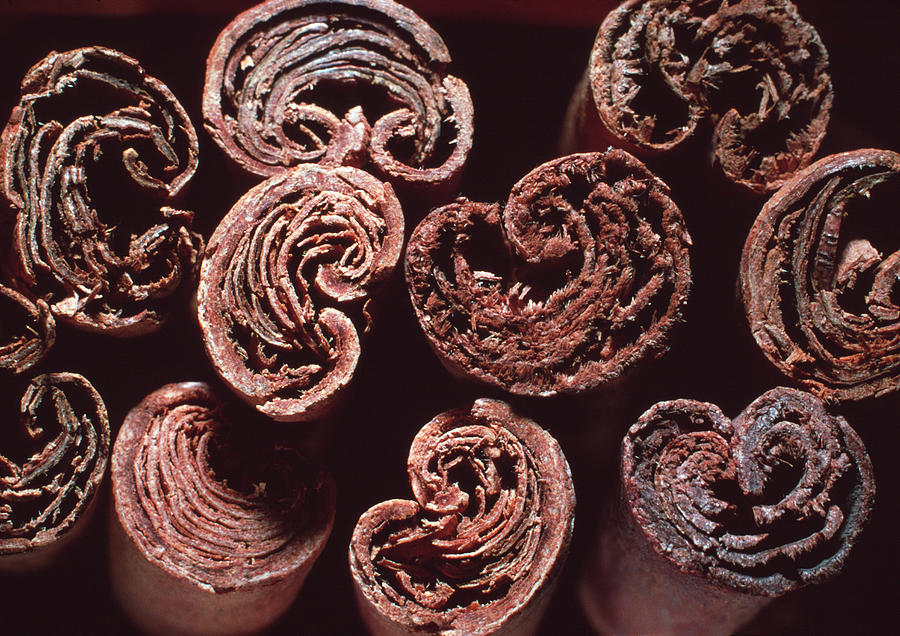 Cinnamon Sticks Photograph by Science Photo Library Cinnamon Sticks Photograph by Science Photo Library