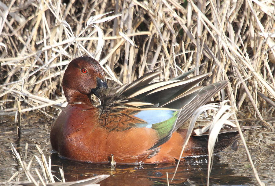 Cinnamon Teal Photograph by Angie Vogel