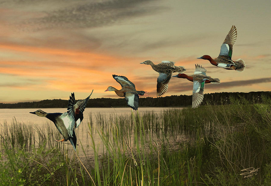 Sunset Digital Art - Cinnamon Teal Ducks at Dusk by M Spadecaller
