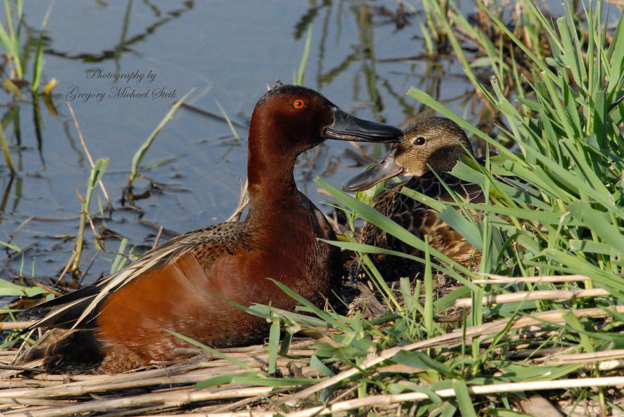 Nature Photograph - Cinnamon Teal by Safe Haven Photography Northwest