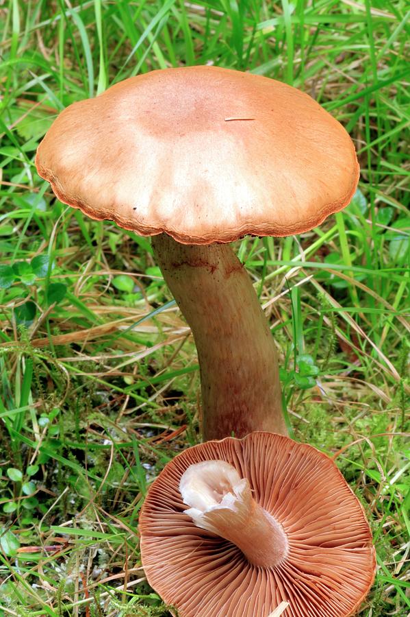 Cinnamon Webcap Mushrooms Photograph By John Wrightscience Photo