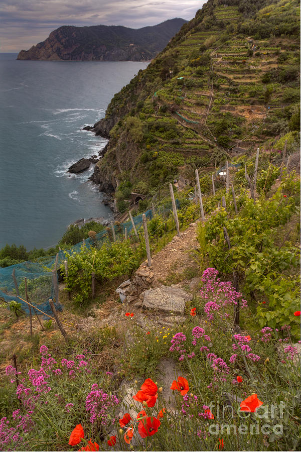 Wine Photograph - Cinque Terre Terraces In Spring by Michele Steffey