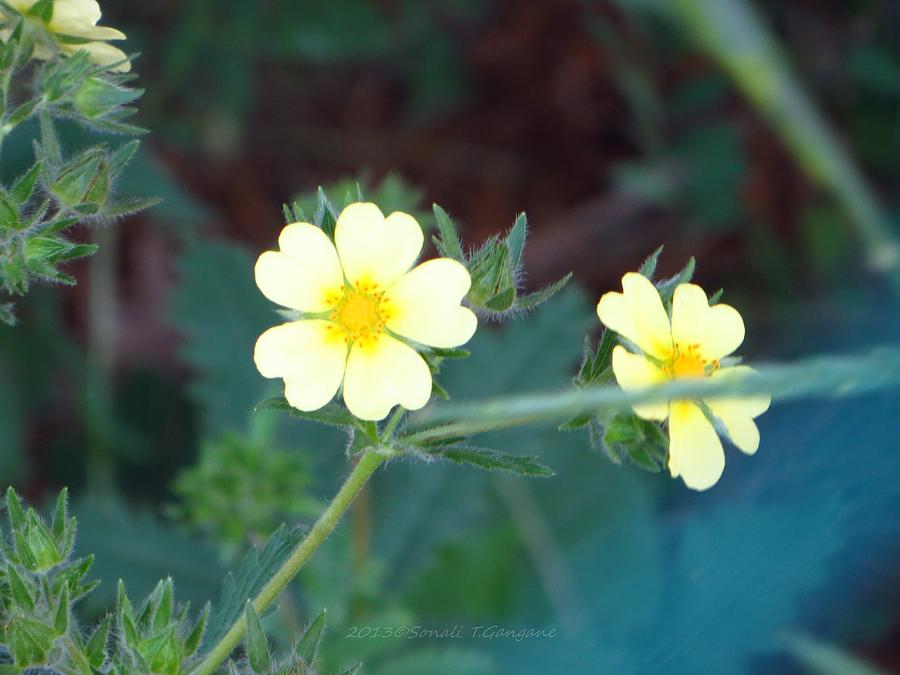 Cinquefoil flowers Photograph by Sonali Gangane
