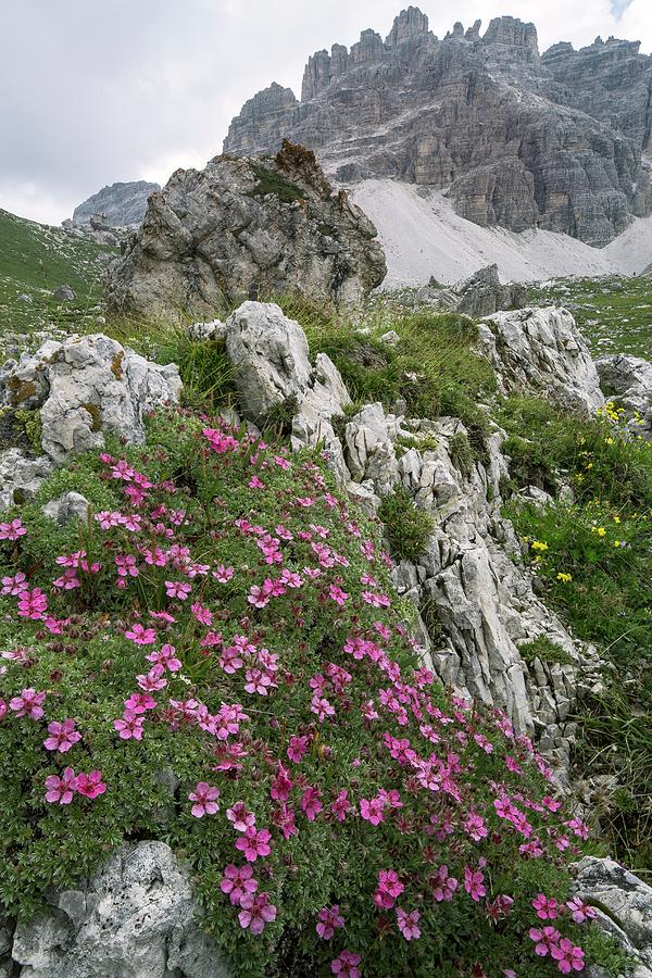 Cinquefoil Potentilla Nitida In Flower On Mountainside Photograph By
