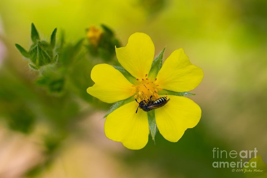 Cinquefoil wild flower with company Photograph by Jivko Nakev