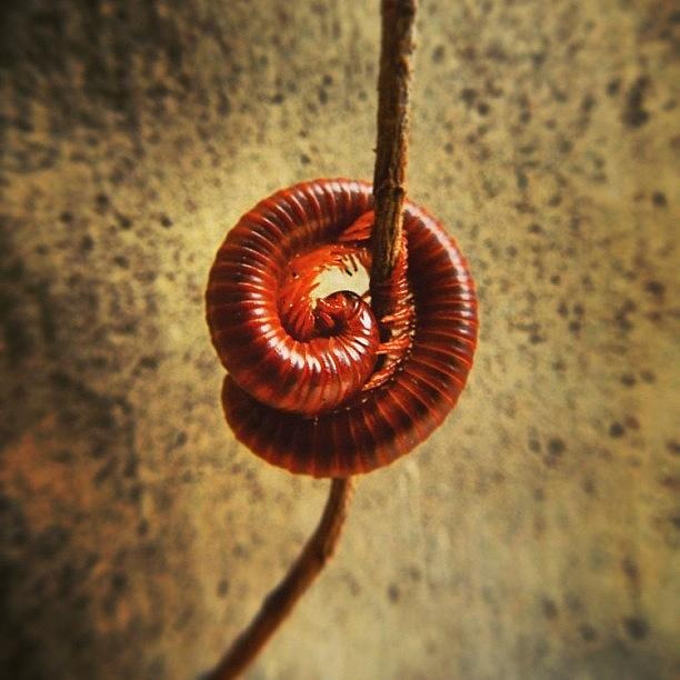 Animal Photograph - Circle #animal #instagram by Dani Daniar