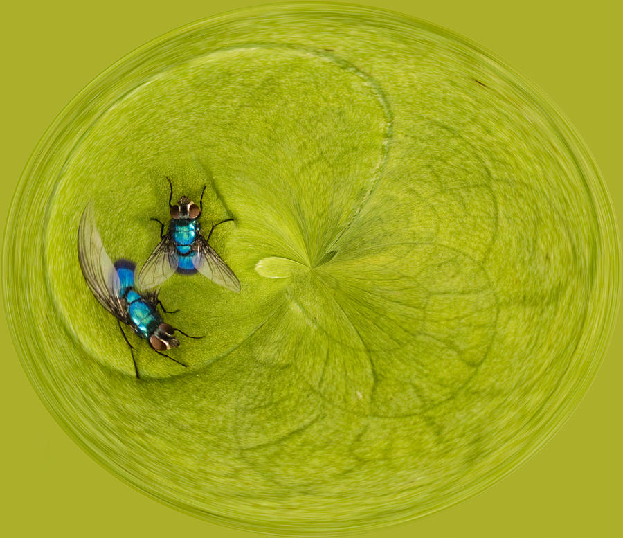 Nature Photograph - Circle of flies by Jean Noren